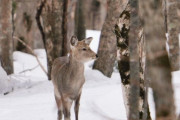 「夫が帰ってこない」 シカ駆除に出かけた夫が死亡