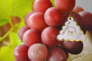 【１房１００万円】石川県が１４年もの歳月をかけて開発した高級ブドウ品種”ルビーロマン”　いつものように韓国に流出し格安販売された上に世界中に苗が売られる