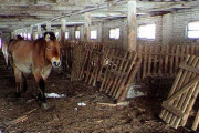 チェルノブイリ原発事故その後「死の地」で稀少な野生の馬が唯一生存していることが確認