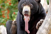 【画像】マレーグマとかいうゲロキモ生物