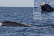 尾びれが切断されながらも懸命に泳ぐ『クジラ』、イタリア近海で発見される（画像あり）