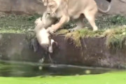 【動画】母猫、水に落ちた子どもを救助