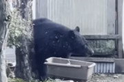 お父さんだと思ったらクマでした。「お父さん、ご飯やで！」と呼んでも返事せず