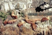 韓国人「日本人によって絶滅された独島アシカ」→「日本人は自分達が絶滅させたアシカをマスコットに使って居る奴ら‥」　韓国の反応