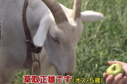 草刈り代行のヤギ、レンタル順番待ちの大人気　名前は『草取正雄』