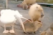 【生き物】カピバラを食べてみたかったペリカンの動画が話題にｗｗｗ