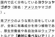 ブドウ買う人は注意！ブドウに似たヤバい植物が混入している可能性がある模様