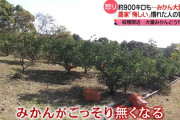 【三重】みかん900キロ、ごっそり無くなる　収穫作業に慣れた人物が犯人か…農家「悔しいですね。もう憤りですわ」