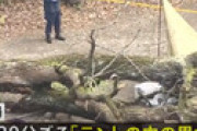 【動画】 相模原市・新戸キャンプ場で倒木、テントで寝ていた夫婦が下敷きになり妻死亡 ⇒ キャンプ場の責任？