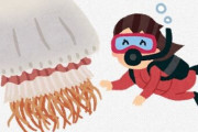 【生物】エチゼンクラゲの「毒」、実は複雑すぎて何が危険なのかよくわかっていないらしい