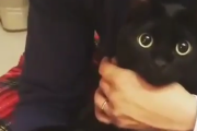 猫飼って癒されたい。黒猫をただただたゆんたゆんするだけの人生だった。海外の反応