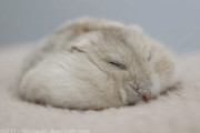 悠々自適に寝るハムスター　その裏にあった飼い主さんの愛に癒やされる