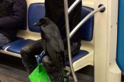 【驚愕】電車にカラスを連れて乗るヤベェ奴が発見されるｗｗｗｗｗｗｗｗｗｗｗｗｗｗｗ