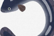 ( •̀ɷ•́ )今日はうなぎについて教えます