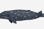 【動物】コククジラ、温暖化で小さくなっているみたい