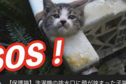 【悲報】猫系YouTuber「ｱｯ！洗濯機の排水溝に子猫詰まってる！助けなきゃ！！」ﾊﾟｼｬ