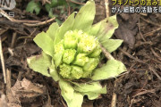 岐阜大大学院、フキノトウに多く含まれる成分ペタシンががん細胞の増殖と転移を抑制することを発見　従来のがん治療薬の３８００倍以上の抗がん作用　正常な組織への副作用を抑えつつ