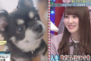 【日向坂46】メンバーが飼ってるペットの性格www