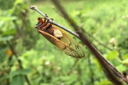 病菌に感染した「ゾンビゼミ」の集団を発見　腹部脱落しても飛行
