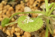 ワイ、食虫植物にプロテインを食わせた結果wwwwww
