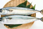 【急募】お前らって「鯖」って魚食べたことある？ｗｗｗｗｗｗｗｗｗｗｗｗｗｗｗｗ