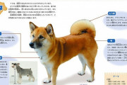 【コロナの話題】犬にも感染ると判明　犬にもマスクを装着　アルフみたいな姿になった犬がかわいそう