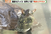 【画像】ツノが生えたカメが見つかるｗｗｗｗｗｗｗｗｗｗ