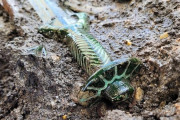 ドイツで３０００年前の剣を発見保存状態良好、今なおきらめき |  吉野ヶ里も見習えよ
