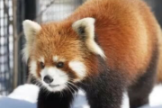 【悲報】札幌市円山動物園でレッサーパンダが足滑らせ転落死