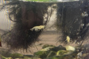 ワイのミナミヌマエビの水槽見て?