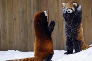 【画像】レッサーパンダとかいう敵を威嚇しまくる凶暴な動物