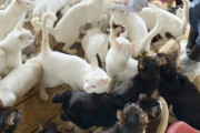 一軒家で猫238匹飼育　骨も多数散らばる　札幌　多頭飼育崩壊か　世の中のニュースで語ろうぜ！