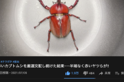 【画像】赤いカブトムシを4年間交配し続けてめっちゃ赤いカブトムシを作った男が現れるｗｗｗｗｗｗ