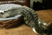 【ねこ】一体全体どんな状態！？【再】