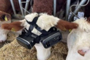 VRを装着された牛、面白い結果に