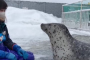 【動画】アザラシ、可愛すぎるｗｗｗｗ