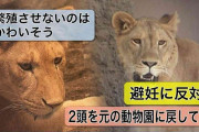 「繁殖させないのはかわいそう」ライオンの"避妊"を公表した動物園に批判殺到…実は”百獣の王”の飼育数は飽和状態に…ライオン避妊 決断の背景とは