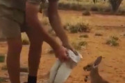 【悲報】カンガルーさん、簡単に捕まる雑魚だった…【動画】