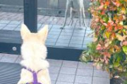 「お？犬か？」ってここ通るうちの3回に一回くらい確認する犬。