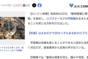 イギリス「ロブスターが苦しむから生きたまま茹でるの禁止」
