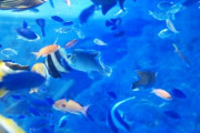 嫁は日曜に子どもを連れて数駅先の熱帯魚店へ歩いて行った。水族館のようで楽しかったらしい。