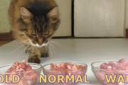 猫が好きなお肉の温度、「温かい」「常温」「冷たい」の一体どれ？
