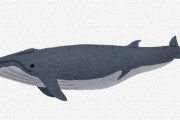 【悲報】クジラ、でかすぎる