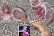 ピンクのぶよぶよ　オーストラリアの砂浜に謎の生物が漂着し話題に　日本近海にも生息するあの生物だった