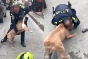 【動画】警官に噛みついて放さないピットブル、射殺される。