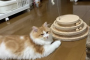 猫飼い始めたんだが