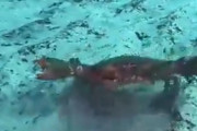 【動画】カニ、ちょっかい出してきた人間にブチギレ