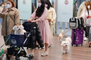 韓国でペットを飼う人1000万人超、人口に占める割合が28.2％　犬への性的虐待事件が後を絶たない