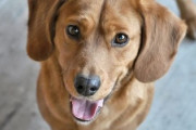 嫁が犬の病気200万かかっても治すって聞かない