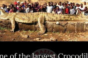【画像】ニジェール川で捕獲された「世界一大きい」と言われるワニのサイズｗｗｗｗ